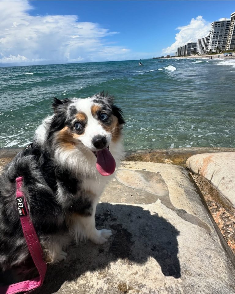 aussiepuppyfinley_1719245444_3397599504061803364_33644771133-768x960