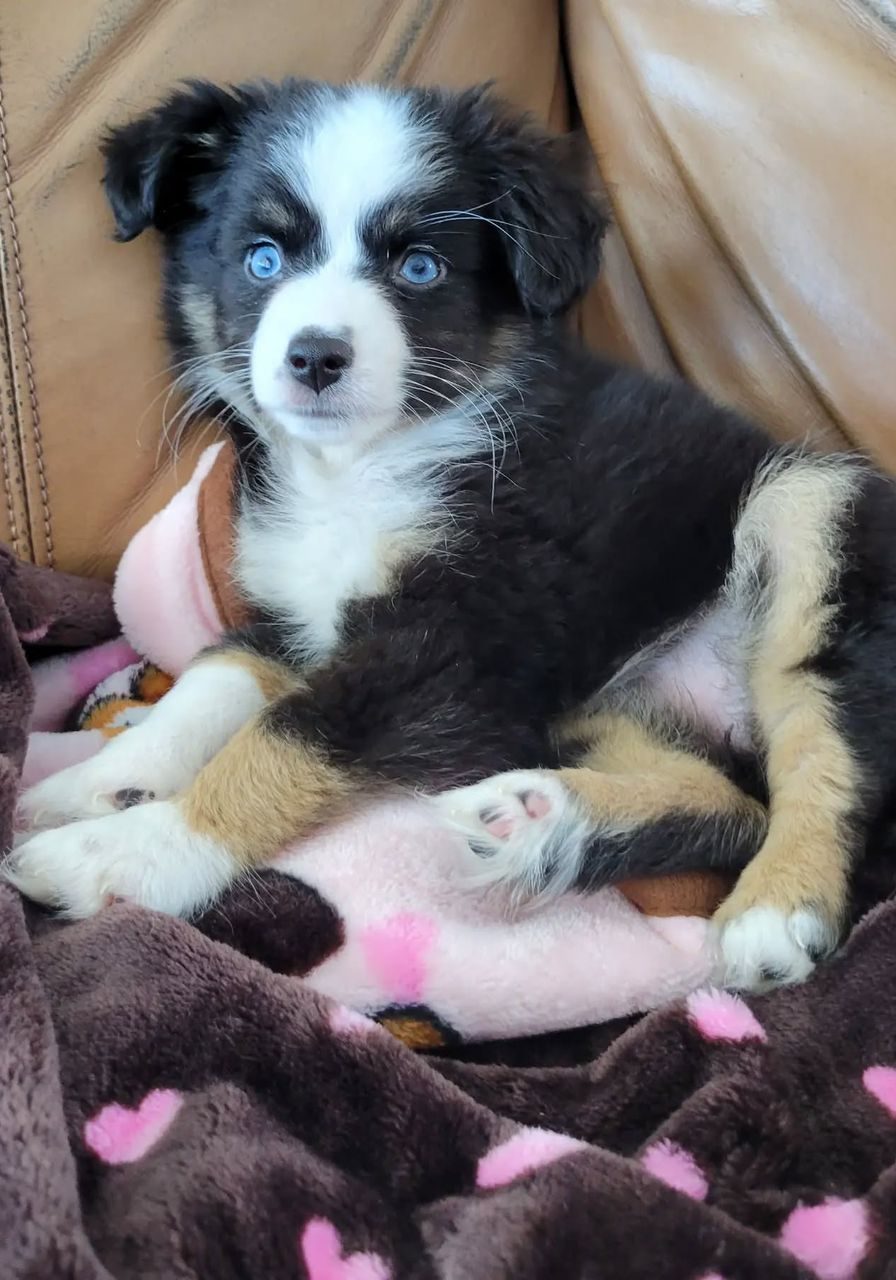 Daisy