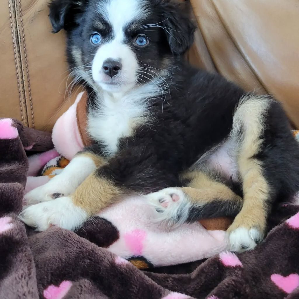 Daisy