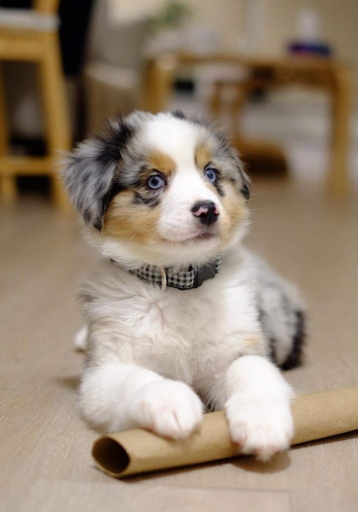 Milo
